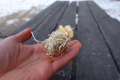 AmberLog - Natural Pine Fire Starter - Cambium Camping